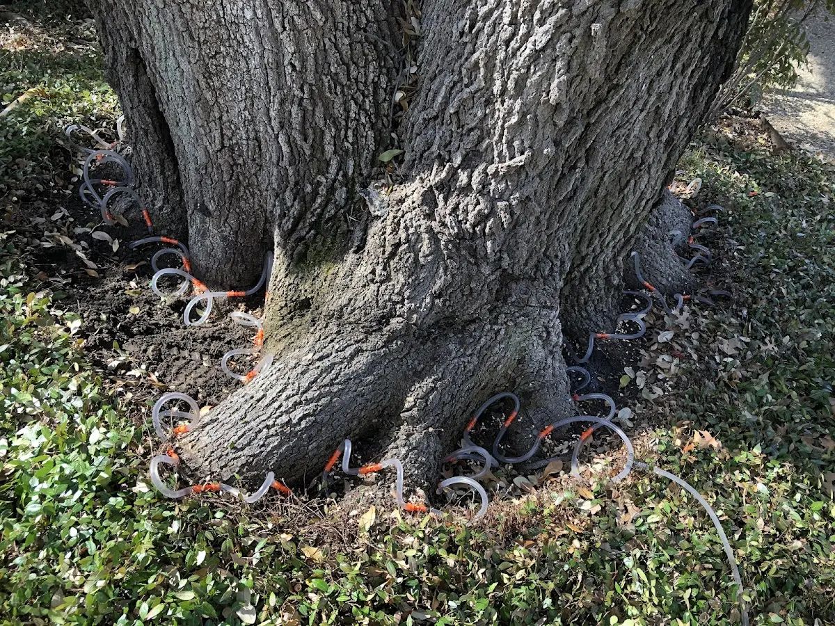 Detailed Tree Cabling and Bracing job site in Sunburst