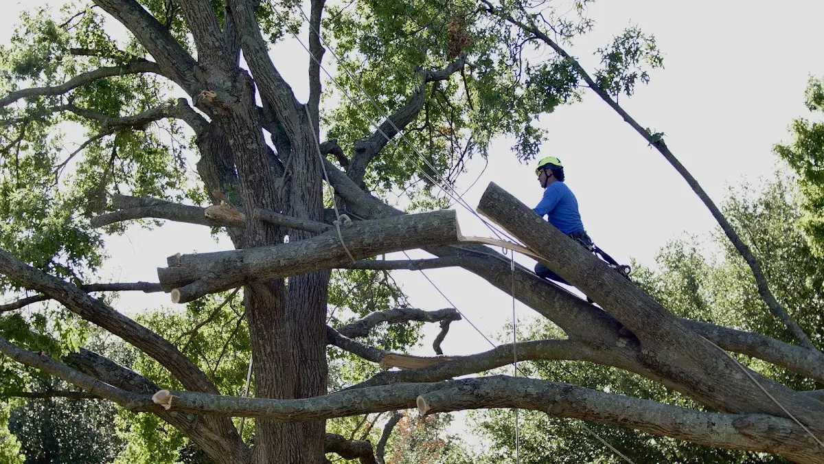Professional Hazardous Tree Removal performed by certified arborists in Sunburst